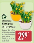 Narzissen in Eierschale von Gardenline im aktuellen ALDI Nord Prospekt