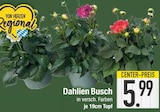 Dahlien Busch bei EDEKA im Piding Prospekt für 5,99 €
