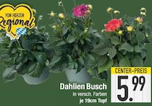 Edeka Pflanzen: Angebote & Preise im Prospekt vergleichen!