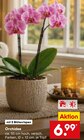 Aktuelle Zimmerpflanzen Angebote bei Netto Marken-Discount in Duisburg Aktuelles Orchidee Angebot bei Netto Marken-Discount in Duisburg ab 6,99 €