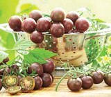 Aktuelles Schoko-Cocktailtomate Angebot bei Dehner Garten-Center in Duisburg ab 2,99 €