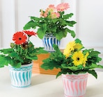 Plante Fleurie en promo chez Super U Villeurbanne à 4,99 €