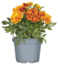 Beet- und Balkonblumen im toom Baumarkt Prospekt Beet- und Balkonblumen von im aktuellen toom Baumarkt Prospekt für 1,29 €