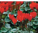 Super U Montreuil - Promo Cyclamen Promo Cyclamen à 2,49 € dans le catalogue Super U à Montreuil