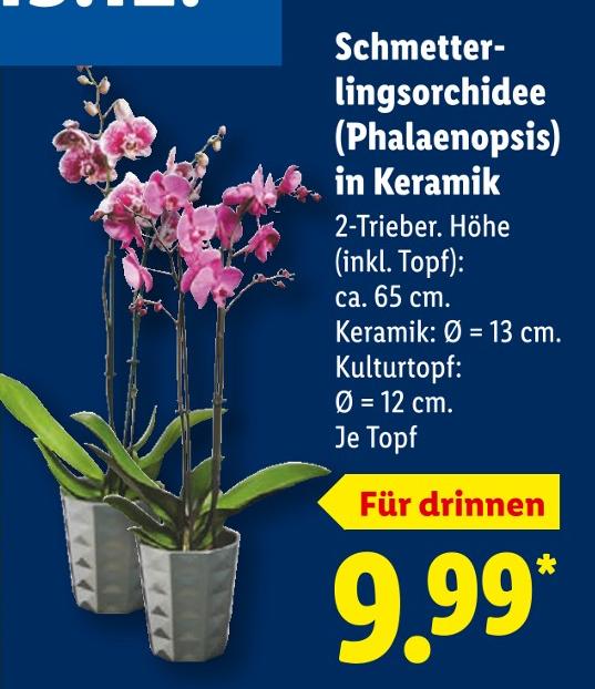Schmetterlingsorchidee (Phalaenopsis) in Keramik