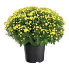 KUGEL-CHRYSANTHEMEN im Angebot bei Wreesmann in Stade KUGEL-CHRYSANTHEMEN Angebote bei Wreesmann Stade für 3,99 €