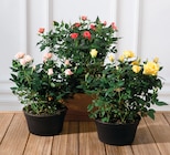 Rosier en promo chez Hyper U Lens à 9,99 €