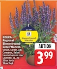 Aktuelle Lavendel Angebote bei E center in Berlin Aktuelles Bienenfreundliche Pflanzen Angebot bei E center in Berlin ab 3,99 €