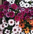 Promo Osteospermum à 1,99 € dans le catalogue Point Vert à Tarbes