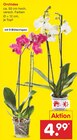 Netto Marken-Discount Bad Waldsee - Orchidee Angebot im Prospekt Orchidee bei Netto Marken-Discount im Bad Waldsee Prospekt für 4,99 €