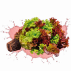 Aktuelles Salat mit Wurzelballen Angebot bei Netto Marken-Discount in Duisburg ab 0,74 €