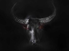 Leinwandbild Stier bei Zurbrüggen in Unna Leinwandbild Stier im Angebot bei Zurbrüggen Unna für 49,99 €