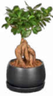 Aktuelle Pflanzen Angebote bei Netto Marken-Discount in Potsdam Aktuelles Bonsai Angebot bei Netto Marken-Discount in Potsdam ab 9,99 €