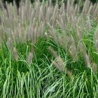 Pennisetum alopecuroides vert botanic. Le pot de 3,5 litres - BOTANIC® à 16,99 € dans le catalogue Botanic