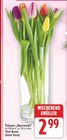 Tulpen 'Karneval' im Angebot bei E center in Falkensee Tulpen 'Karneval' Angebote bei E center Falkensee für 2,99 €