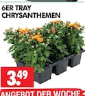 Wreesmann - CHRYSANTHEMEN Angebot im Prospekt CHRYSANTHEMEN bei Wreesmann im Prospekt "" für 3,49 €