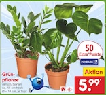 Grünpflanze bei Netto Marken-Discount im Montabaur Prospekt für 5,99 €