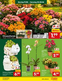Blumen im aktuellen Netto Marken-Discount Prospekt (Pforzheim) Blumen im Netto Marken-Discount Prospekt "Aktuelle Angebote" mit 70 Seiten (Pforzheim)