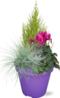 Freilandpflanzen Herbstmix im Angebot bei EDEKA in Rastatt Freilandpflanzen Herbstmix Angebote bei EDEKA Rastatt für 7,99 €