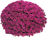 Hornbach Lübeck - Herbst-Chrysantheme Angebot im Prospekt Herbst-Chrysantheme bei Hornbach im Lübeck Prospekt für 12,95 €