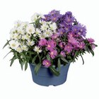 Aster trois couleurs en coupe - Lidl à Toulon Aster trois couleurs en coupe en promo chez Lidl Toulon à 3,19 €