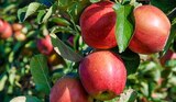Obstbäume im Angebot bei Hagebaumarkt in Regensburg Obstbäume Angebote von Gartenkrone bei Hagebaumarkt Regensburg für 19,99 €