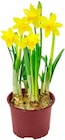 Aktuelles Narzisse Angebot bei Kaufland in Frankfurt (Main) ab 0,88 €