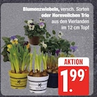 Blumenzwiebeln, versch. Sorten oder Hornveilchen Trio von  im aktuellen E neukauf Prospekt für 1,99 €