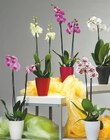 ORCHIDÉE 2 BRANCHES - GARDENLINE en promo à 9,99 € chez Aldi ORCHIDÉE 2 BRANCHES - GARDENLINE dans le catalogue Aldi