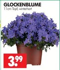 GLOCKENBLUME im Angebot bei Wreesmann in Dessau-Roßlau GLOCKENBLUME Angebote bei Wreesmann Dessau-Roßlau für 3,99 €