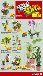 Blumen Angebot im aktuellen toom Baumarkt Prospekt auf Seite 3