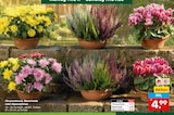 Aktuelle Blumen Angebote bei Netto Marken-Discount in Saarbrücken Aktuelles Chrysantheme Angebot bei Netto Marken-Discount in Saarbrücken ab 4,99 €