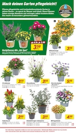 Eukalyptus Angebote im Prospekt "Respekt, wer's selber macht." von toom Baumarkt Eukalyptus Angebote im Prospekt "Respekt, wer's selber macht." von toom Baumarkt auf Seite 4