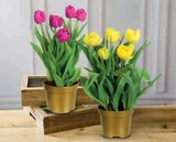 Tulipe dans le catalogue Hyper U