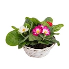 Primevère des jardins - Panier blanc osier à Botanic dans La Foux d'Allos