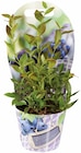 Myrtille en pot dans le catalogue Lidl