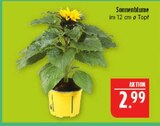 Sonnenblume im Angebot bei Marktkauf in Erlangen Sonnenblume Angebote bei Marktkauf Erlangen für 2,99 €