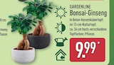 Bonsai-Ginseng Angebote von Gardenline bei ALDI Nord Remscheid für 9,99 €