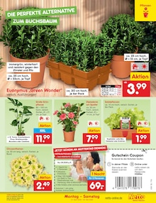 Blumen im Netto Marken-Discount Prospekt "Aktuelle Angebote" mit 65 Seiten (Cottbus)