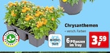 Thomas Philipps Nieder-Olm - Chrysanthemen Angebot im Prospekt Chrysanthemen bei Thomas Philipps im Nieder-Olm Prospekt für 3,59 €