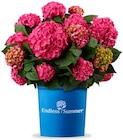 Hortensie 'Endless Summer' Angebote bei Hagebaumarkt Chemnitz für 19,99 €