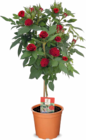 Rosen StĂ€mmchen im Netto Marken-Discount Prospekt Rosen StĂ€mmchen von im aktuellen Netto Marken-Discount Prospekt fĂŒr 12,99 âŹ