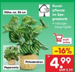 Kunstpflanze im Seegraskorb im aktuellen Prospekt bei Netto Marken-Discount in Mittelstenahe