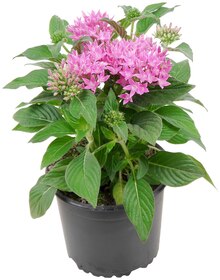 Pentas bei REWE in Detmold Pentas im Angebot bei REWE Detmold für 3,79 €