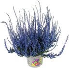 Besenheide Picasso Calluna im Angebot bei REWE in Passau Besenheide Picasso Calluna Angebote bei REWE Passau für 2,99 €