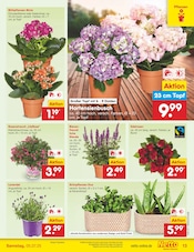 Stauden im Netto Marken-Discount Prospekt in Stralsund Aktueller Netto Marken-Discount Prospekt mit Stauden, "Aktuelle Angebote", Seite 5