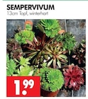 Sempervivum im Angebot bei Wreesmann in Cuxhaven Sempervivum Angebote bei Wreesmann Cuxhaven für 1,99 €