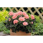 Jardinière de géranium en promo chez Carrefour Strasbourg à 7,99 €