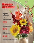 Sonnenblume im Angebot bei Thomas Philipps in Mannheim Sonnenblume Angebote bei Thomas Philipps Mannheim für 1,99 €