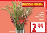 Mini-Gladiolen im aktuellen EDEKA Prospekt